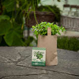 Mini Garten "Oregano"