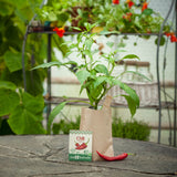 Mini Garten "Chili"